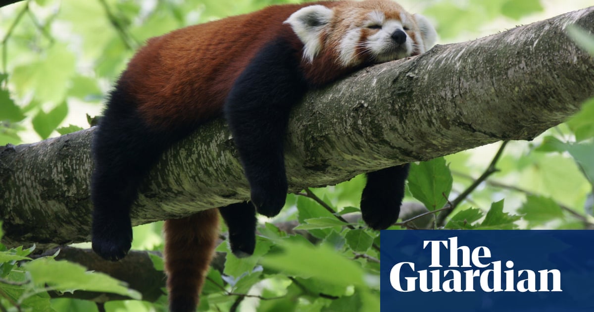Why do many animals snore?