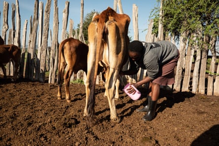 Everlyne Siololo milking a cow