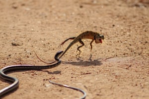 Yala National Park, Sri Lanka. a garden lizard being chased by a common bronzeback snake in the middle of the road