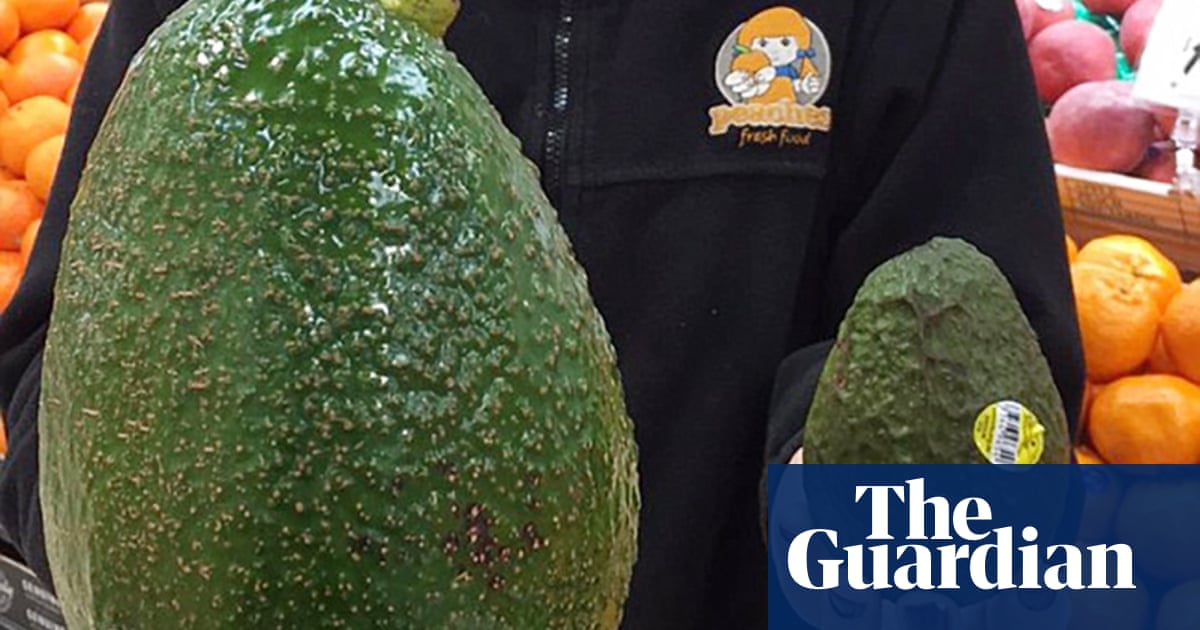 'As big as your head': giant avocado arrives in Australia