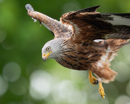 A red kite in Buckinghamshire.