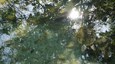 pond water with turtle visible beneath surface