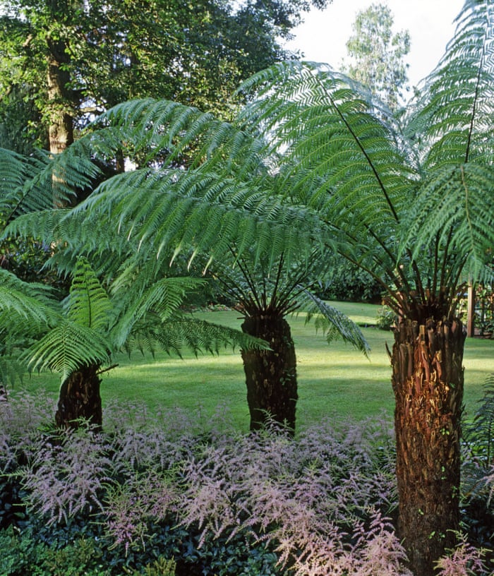 Tree Fern