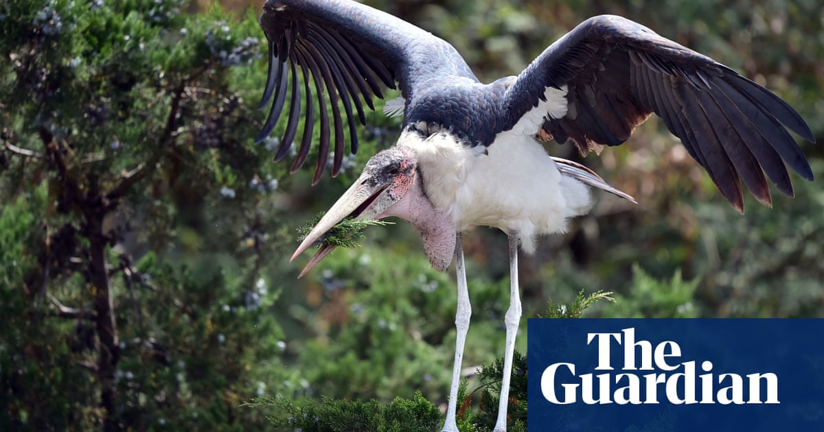 The Week In Wildlife In Pictures Environment The Guardian Fashion Stork 2022