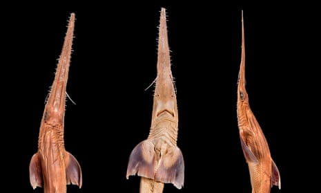 Dorsal, ventral and lateral views of a sawshark.