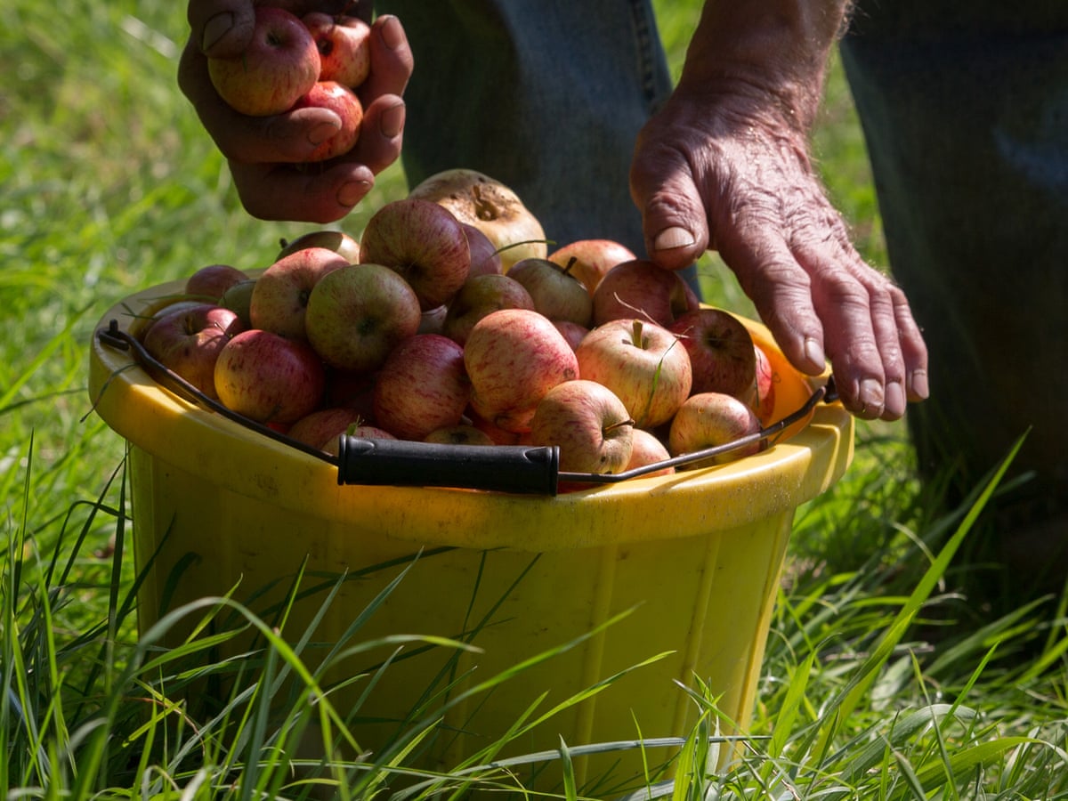 Orchards Face Being Bulldozed As Heineken Ends Cider Apple Deals Business The Guardian