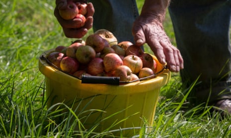 Picker's hands with bucket of cider apples