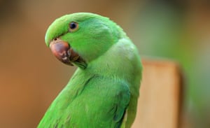 A ring-necked parakeet in Khartoum, Sudan