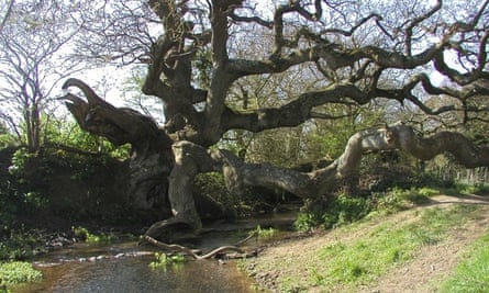 The dragon tree in Brighstone, Isle of Wight