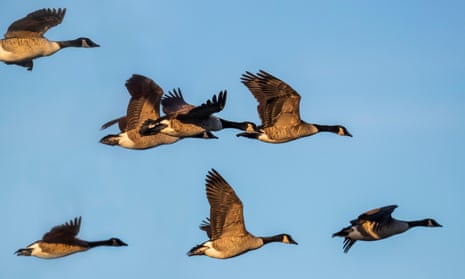 Canada geese at a Wildfowl & Wetlands Trust site in Caerlaverock, Scotland