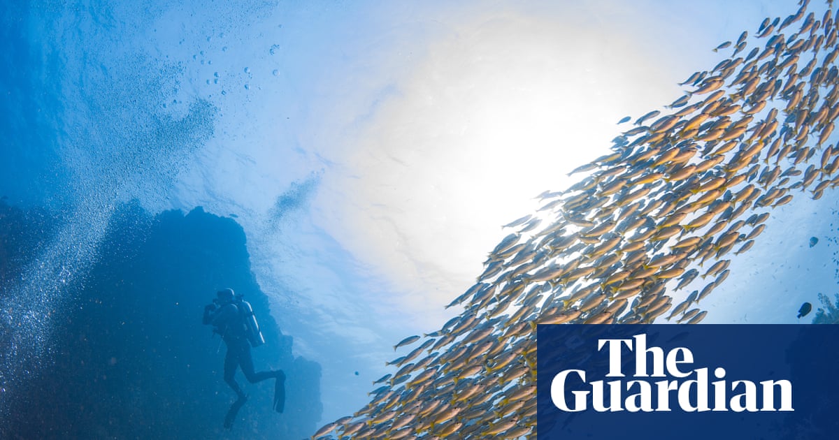 ‘We must protect and we must understand’: using shipwrecks to rebuild fishing populations