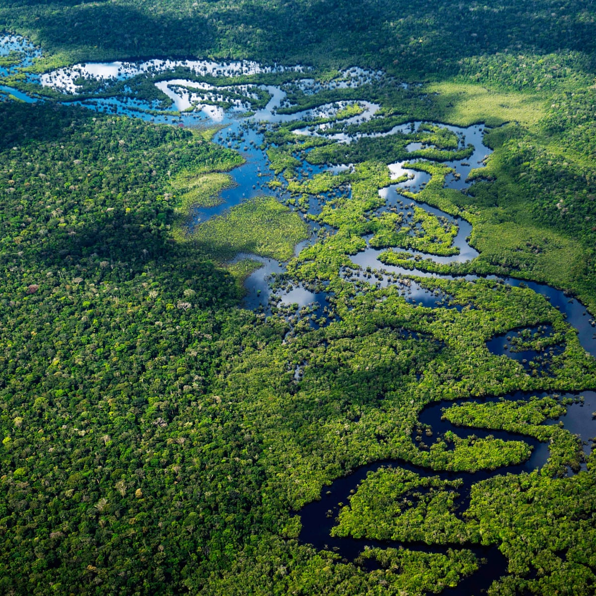 Seven reasons to be cheerful about the  in 2023 – and three to be  terrified,  rainforest