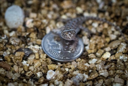 A Victorian grassland earless dragon baby with coin to show size