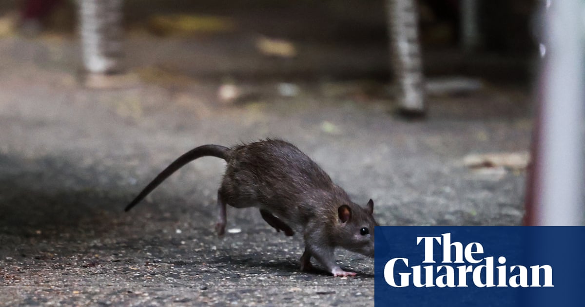 Who’s winning New York City’s war on rats: rodents or trash bins?