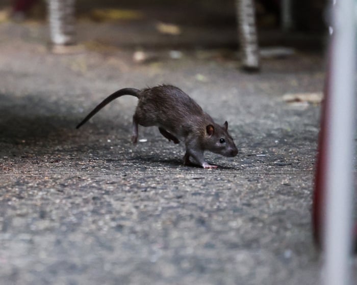 Who’s winning New York City’s war on rats: rodents or trash bins? — image supplied by The Guardian US's feed