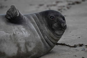 Um bebê elefante-marinho na areia na praia de Isla Escondida perto de Rawson, província de Chubut, Argentina