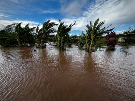 Large trees nearly completely covered in floodwaters.