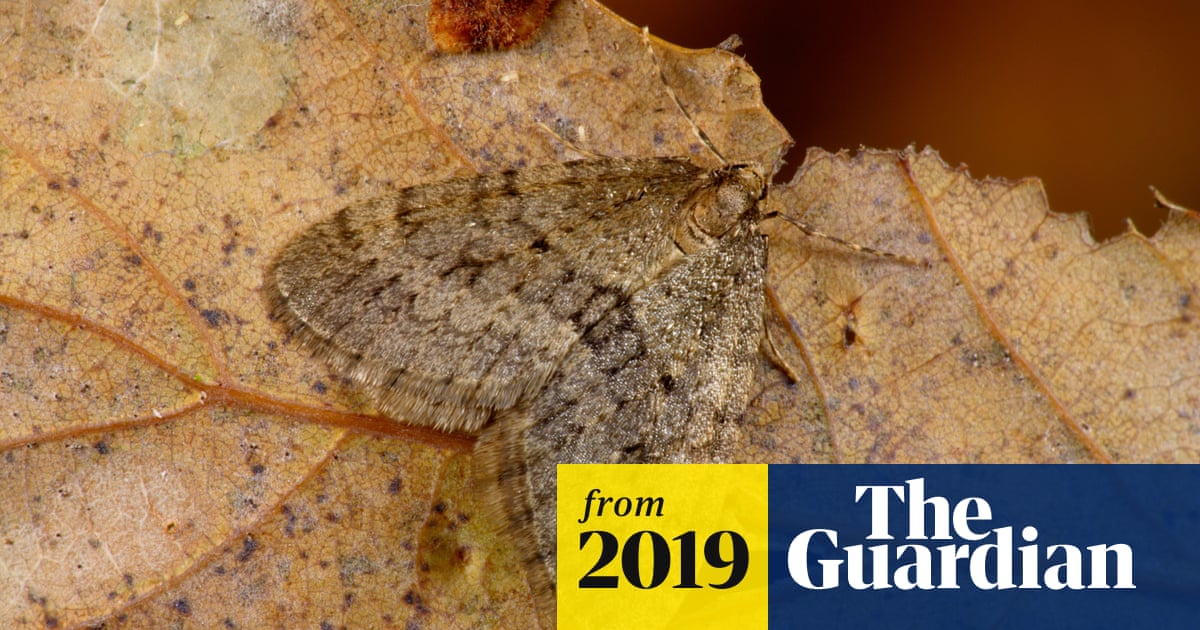 Can Moths Survive in Cold Weather: Shocking Truth Revealed