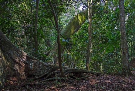 Vegetation in the Zika forest