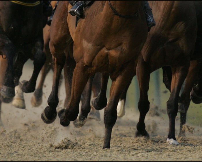 Tasmanian trainer fined $2,000 for animal cruelty after repeatedly whipping racehorse
