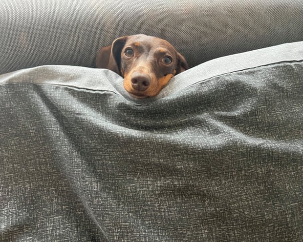Willow hiding behind a sofa cushion