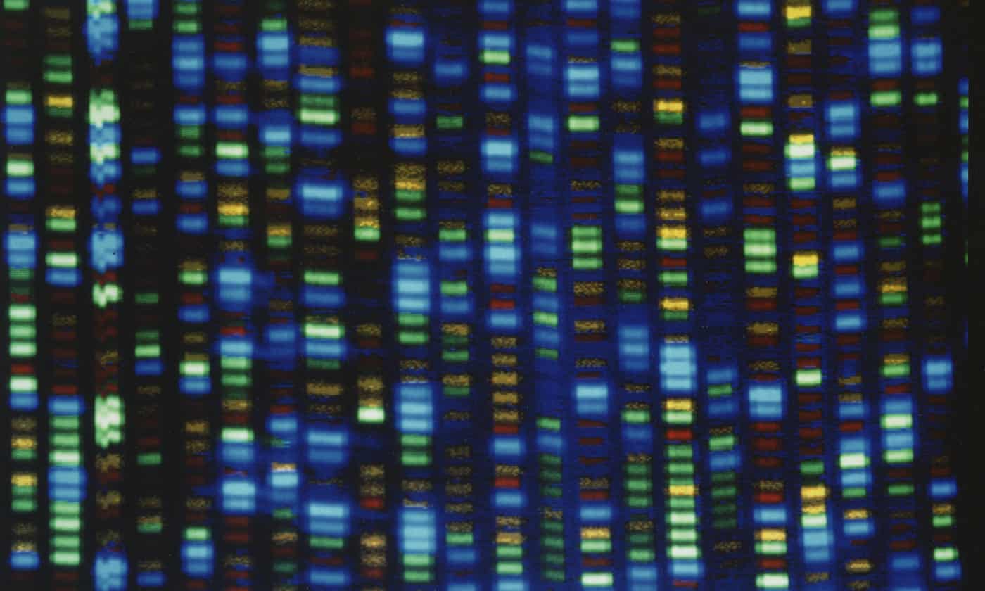 First gap free human genome mapped