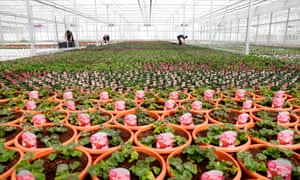 Workers tend to flowers and plants in the glasshouse at Sandiacre Nursery near Guildford, southern England.