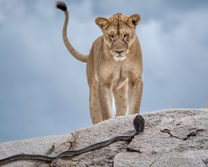 A lion stares at a cobra on a rock