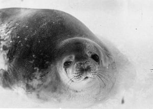 Seals were a key source of protein to sustain the men and dogs at the Cape Denison base