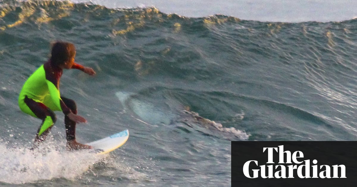 5 australia job master 10 moment year photobombs Shark big surfer's old wave in 5 australia job master 10 moment year photobombs Shark big surfer's old wave in