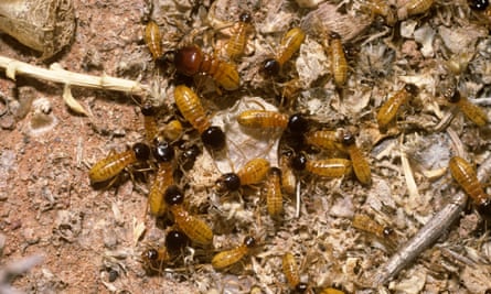 Harvester termite workers.