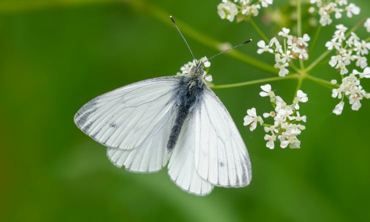 ‘Butterfly emergency’ declared as UK summer count hits record low A green-veined white butterfly, sightings of which have fallen 65% since the Big Butterfly Count started. Photograph: Andrew Cooper/Butterfly Conservation/PA