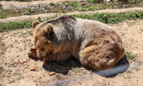 A bear waking up from hibernation