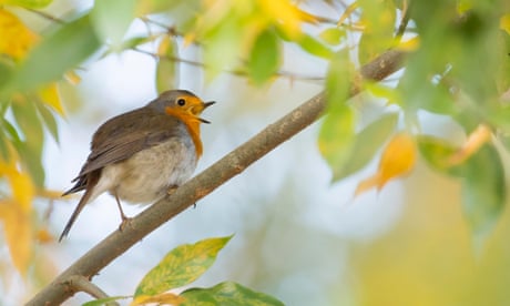 AEuropean robin (Erithacus rubecula) sings in Hesse, Germany.