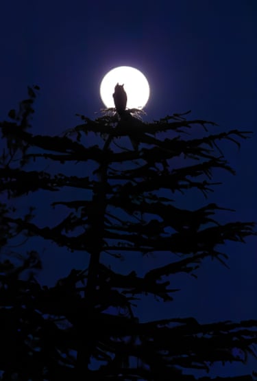 A night shot of a great horned owl sitting at the top of a pine tree silhouetted in front of a full moon