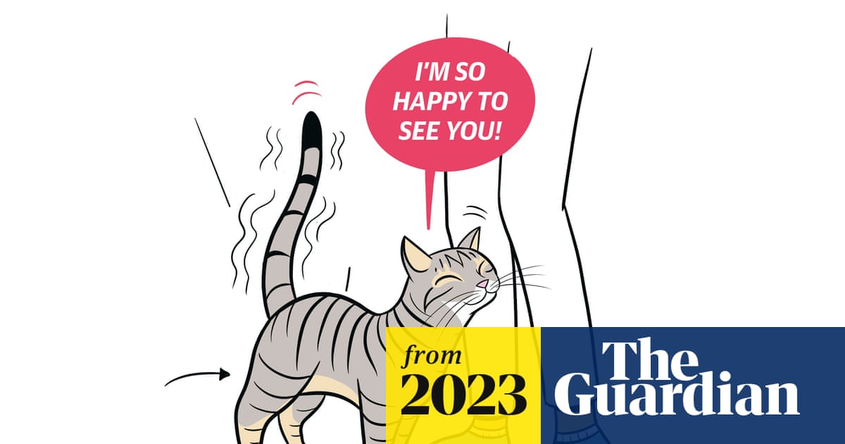 How Much Attention Do Cats Need: Essential Tips for Happy Pets