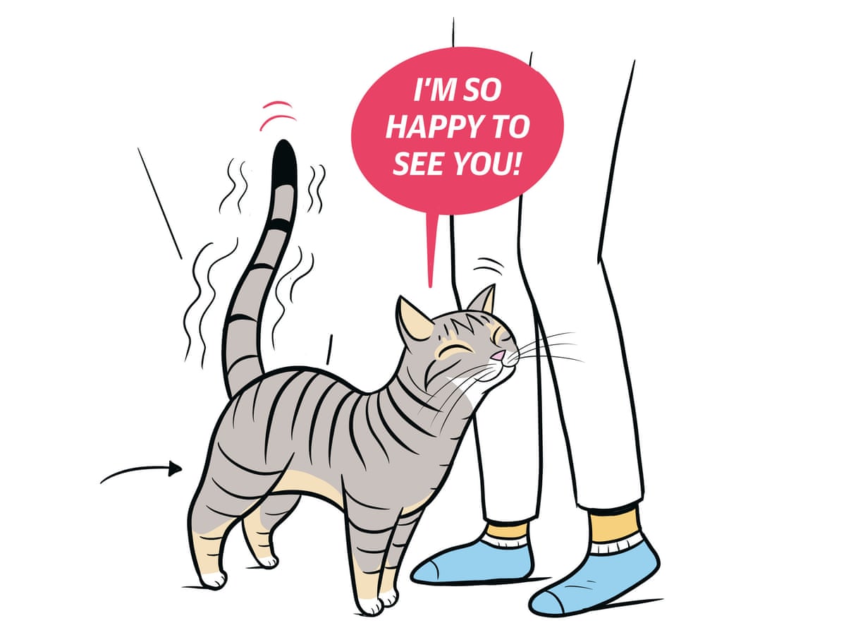Kitty confidential: 13 secret signals all cat owners need to know from a quivering tail to aeroplane ears | Cats | The Guardian Kitty confidential: 13 secret signals all cat owners need to know from a quivering tail to aeroplane ears | Cats | The Guardian