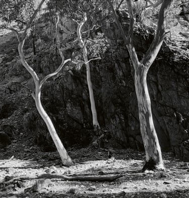 Black and white photograph of gumtrees and bush