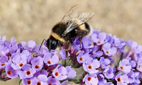 Close-up of a bee on purple buddleia flowers