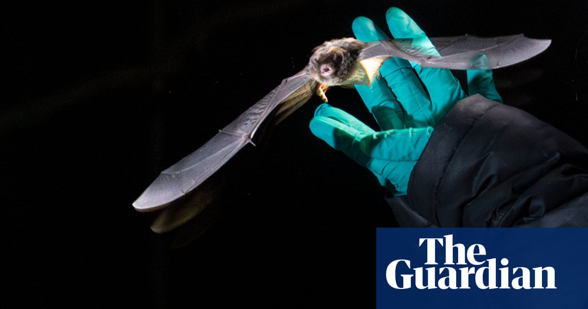 This tiny Australian bat is the size of a matchbox. But it flies up to 150km a night in search of food