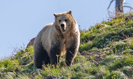 A female grizzly in Yellowstone.  Millions of tourists visit the park, known for its wildlife and spectacular geysers, each year, with a record 921,844 visitors this August.