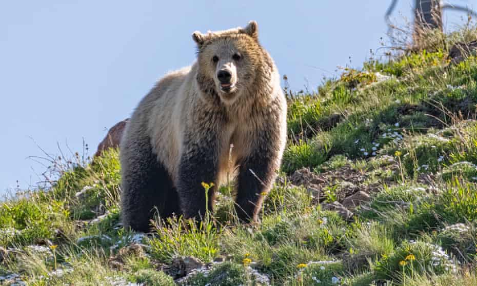 Since 2010, grizzlies in the Yellowstone region have killed at least eight people