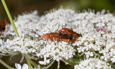 Common red soldier beetles copulating on hogweed flowers