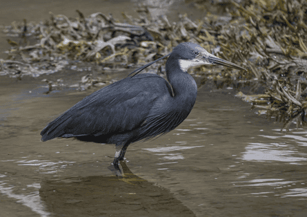 A blue bade sitting in water