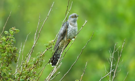 Cuckoo in the grass