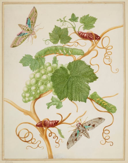 Grape vine with vine sphinx moth and satellite sphinx moth (1702-03)