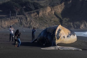 Pacifica, US: a dead humpback whale on Sharp Park beach in California