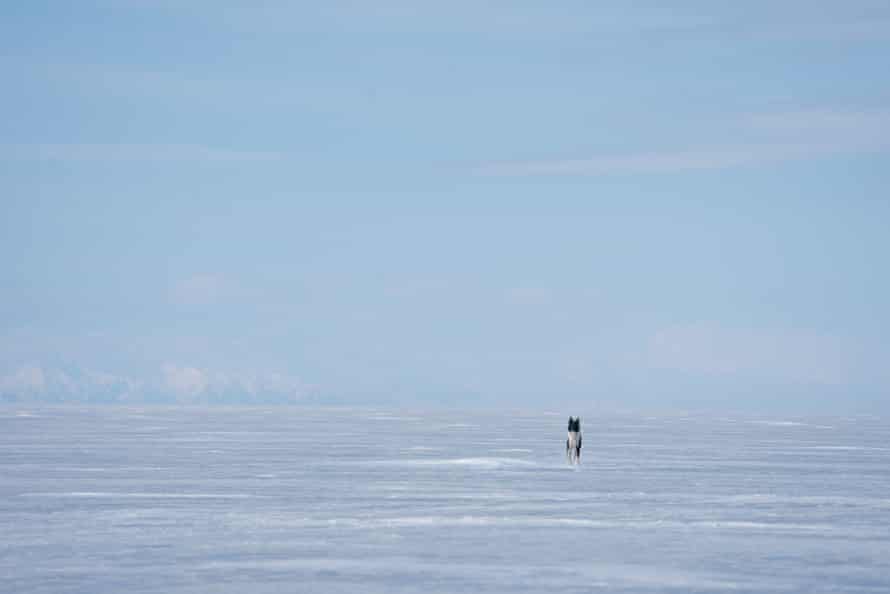 Pulka o cachorro ao lado da suposta toca