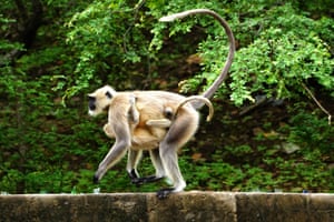 An adult Langur monkey walks on a wall with a juvenile clinging to its underbelly