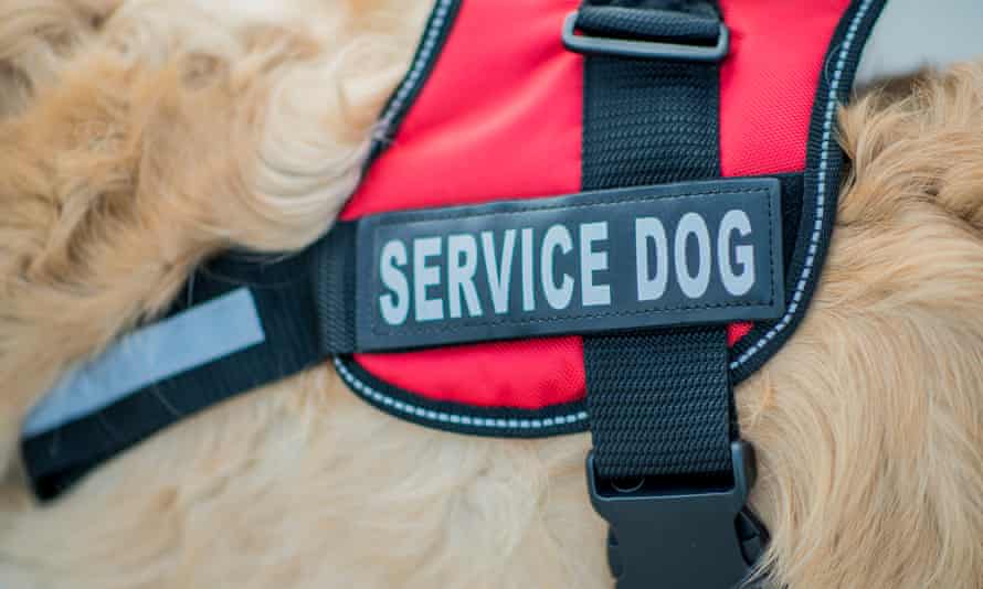 A golden retriever dog wears a service dog harness
